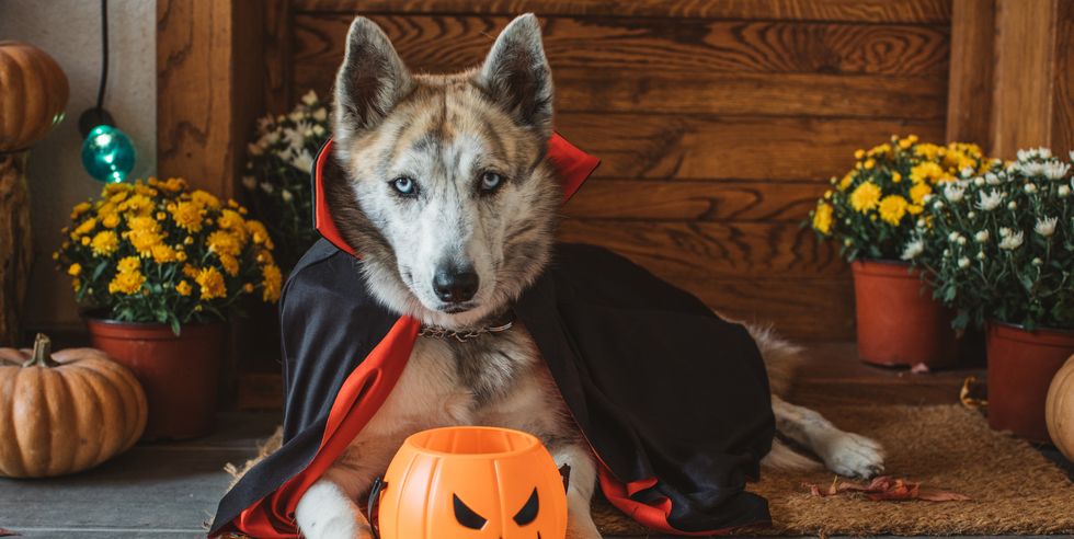 Dog Halloween Costume 1627330832